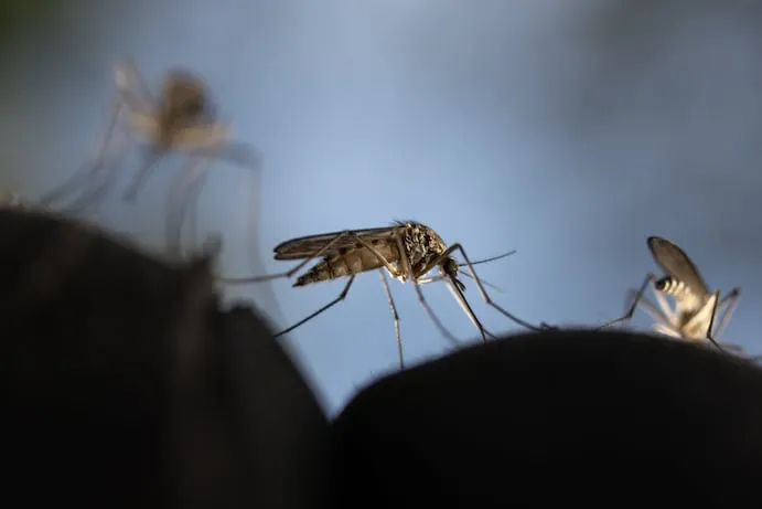 Massachusetts Towns Urge Residents to Stay Indoors at Night Amid Deadly Mosquito Virus Threat