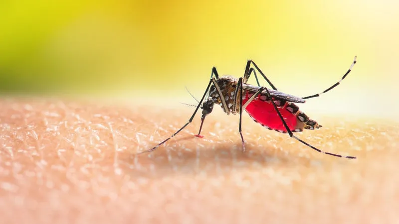 Why Mosquitoes Are Especially Dangerous Right Now